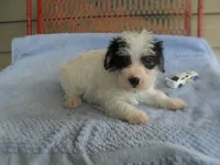 Teddy, a female Morkie for sale in Woodfin, NC – 3 of 4