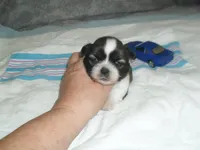 Axel, a male Shih Tzu for sale in Woodfin, NC – Photo 3 of 5