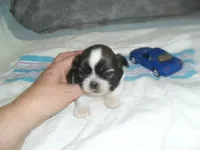 Axel, a male Shih Tzu for sale in Woodfin, NC – Photo 5 of 5