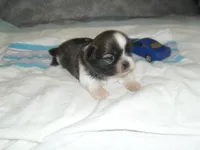 Axel, a male Shih Tzu for sale in Woodfin, NC – Photo 2 of 5