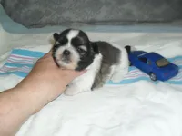 Axel, a male Shih Tzu for sale in Woodfin, NC – Photo 4 of 5