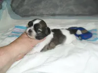 Axel, a male Shih Tzu for sale in Woodfin, NC – Photo 1 of 5