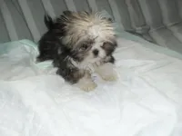Lacey, a male Shih Tzu for sale in Woodfin, NC – 1 of 4
