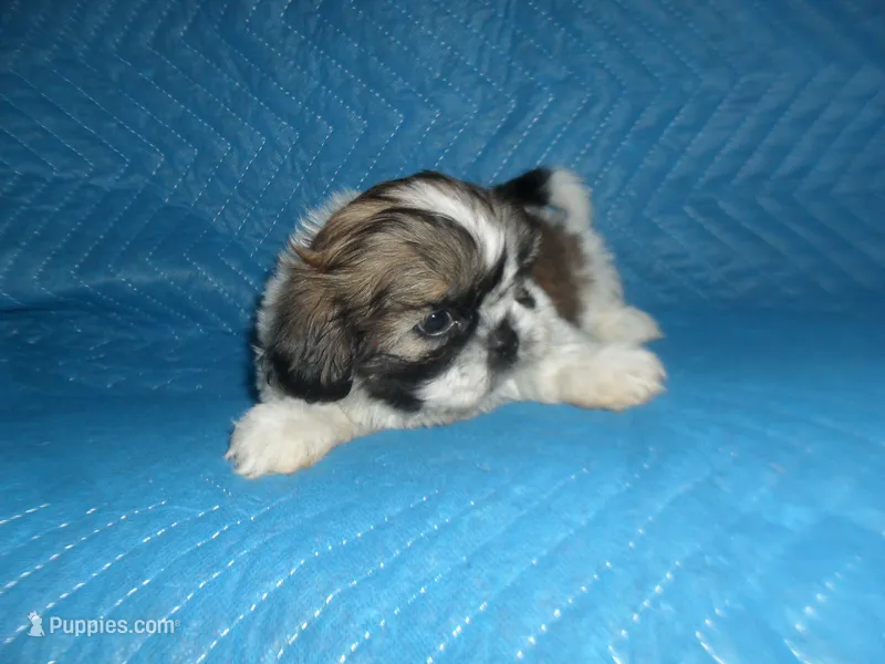 Cricket – Shih Tzu puppy for sale in Woodfin, NC