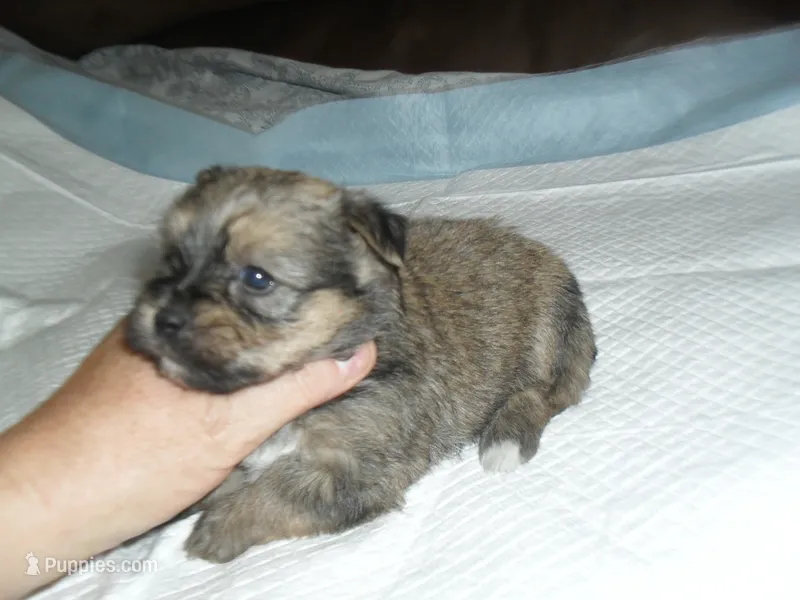 Teaka – Yorkshire Terrier, Malchi puppy for sale in Woodfin, NC