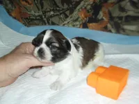 Cricket, a female Shih Tzu for sale in Woodfin, NC – 3 of 6