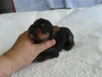 Porsha, a female Yorkshire Terrier for sale in Woodfin, NC – 4 of 5