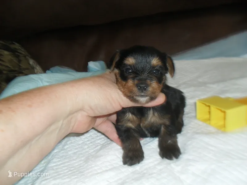 Porsha – Yorkshire Terrier puppy for sale in Woodfin, NC