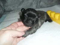 Piper, a female Shih Tzu for sale in Woodfin, NC – Photo 3 of 4