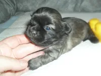 Piper, a female Shih Tzu for sale in Woodfin, NC – Photo 4 of 4