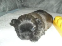 Piper, a female Shih Tzu for sale in Woodfin, NC – Photo 2 of 4