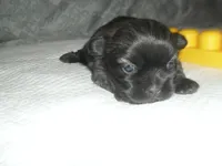 Piper, a female Shih Tzu for sale in Woodfin, NC – Photo 1 of 4