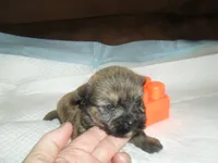 Chase, a male Malchi for sale in Woodfin, NC – 3 of 4
