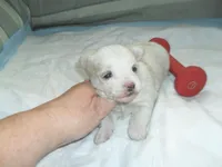 Tabby, a female Morkie for sale in Woodfin, NC – Photo 5 of 5