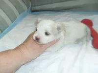 Tabby, a female Morkie for sale in Woodfin, NC – Photo 4 of 5