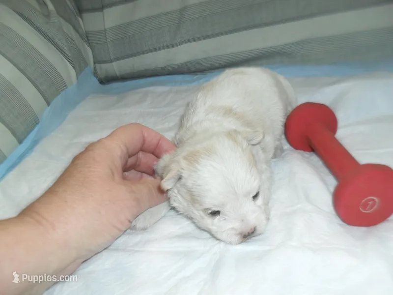 Tabby – Morkie puppy for sale in Woodfin, NC