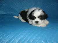 Spider, a male Shih Tzu for sale in Woodfin, NC – 2 of 5