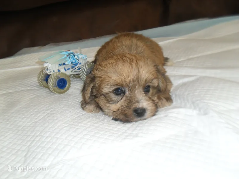 Max – Yorkshire Terrier, Malchi puppy for sale in Woodfin, NC