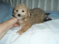 Max, a male Yorkshire Terrier and Malchi for sale in Woodfin, NC – 3 of 4