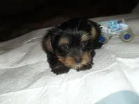 Razor, a male Yorkshire Terrier for sale in Woodfin, NC – 4 of 5