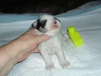 Gracie, a female Morkie for sale in Woodfin, NC – 3 of 4
