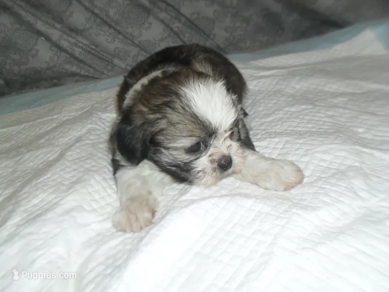 Remi – Shih Tzu puppy for sale in Woodfin, NC