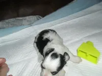 Riley, a female Morkie for sale in Woodfin, NC – 5 of 5