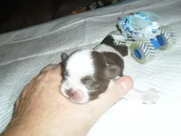 River, a male Mal Shi for sale in Woodfin, NC – 3 of 5