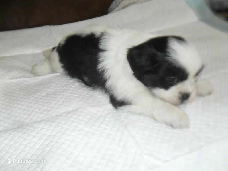 Spider – Shih Tzu puppy for sale in Woodfin, NC