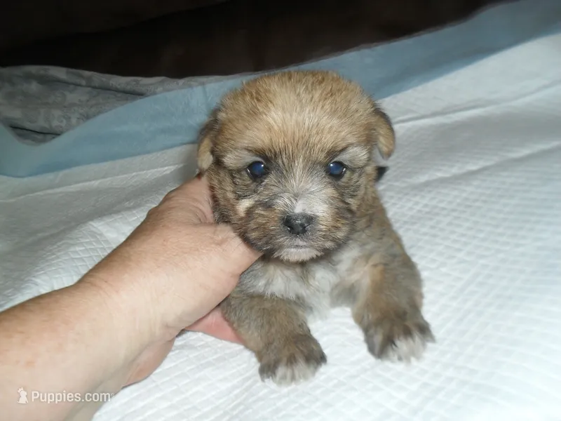 Max – Yorkshire Terrier, Malchi puppy for sale in Woodfin, NC