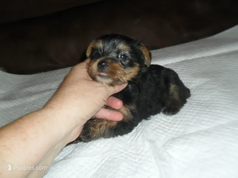 Porsha – Yorkshire Terrier puppy for sale in Woodfin, NC