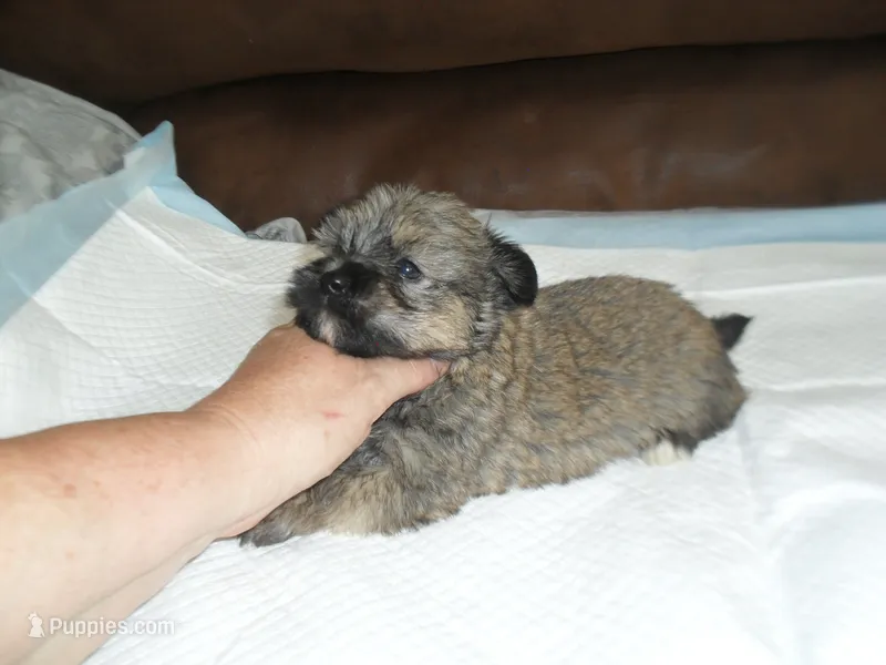 Chase – Yorkshire Terrier, Malchi puppy for sale in Woodfin, NC