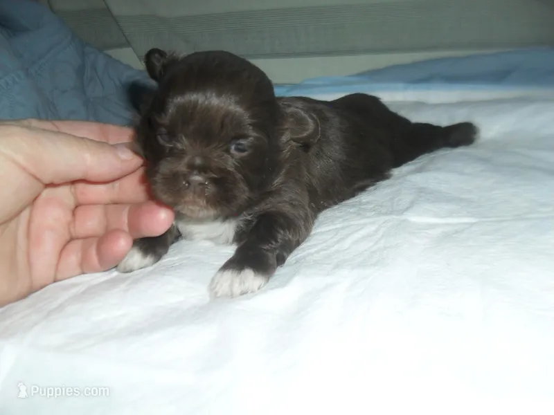 Pepper – Mal Shi puppy for sale in Woodfin, NC