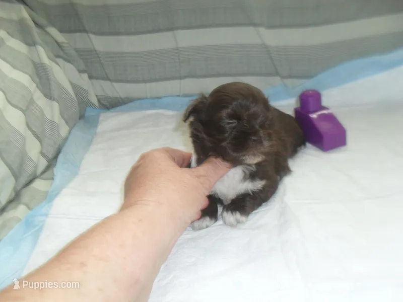 Pepper – Mal Shi puppy for sale in Woodfin, NC