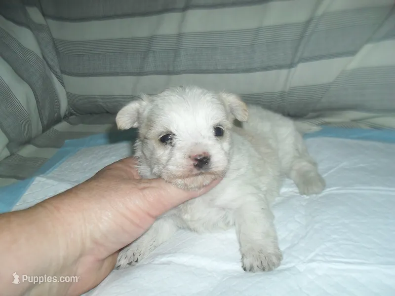Tabby – Morkie puppy for sale in Woodfin, NC