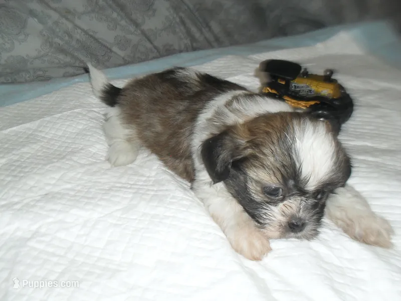 Ryker – Shih Tzu puppy for sale in Woodfin, NC
