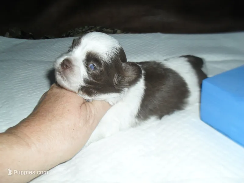 River – Mal Shi puppy for sale in Woodfin, NC