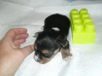 Spider, a male Malchi for sale in Woodfin, NC – 3 of 5