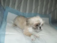 Lacey, a male Shih Tzu for sale in Woodfin, NC – 3 of 5