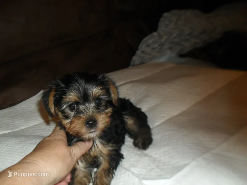 Porsha – Yorkshire Terrier puppy for sale in Woodfin, NC