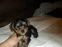 Porsha, a female Yorkshire Terrier for sale in Woodfin, NC – 1 of 6