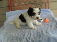 River, a female Morkie for sale in Woodfin, NC – 2 of 4