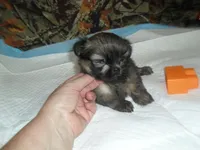 Raine, a female Shih Tzu for sale in Woodfin, NC – 4 of 5