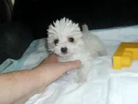 Tabby, a female Morkie for sale in Woodfin, NC – 2 of 4