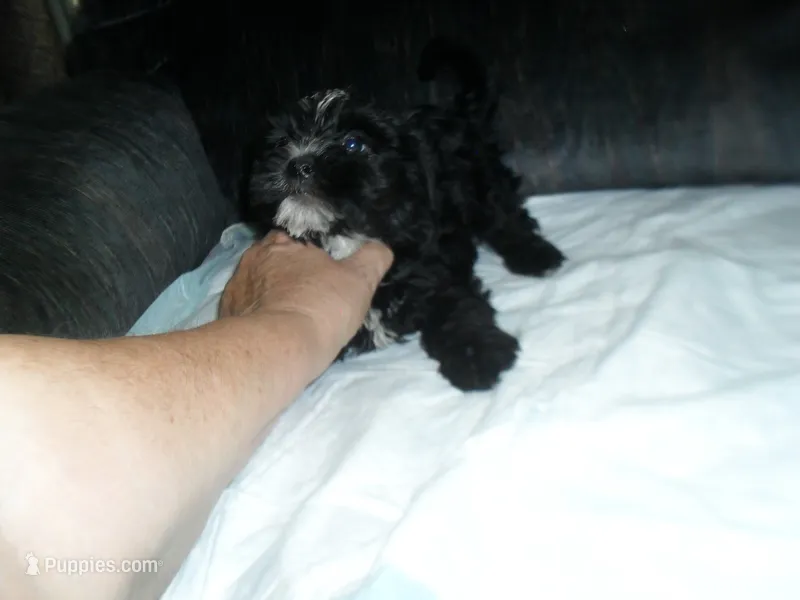 River – Morkie puppy for sale in Woodfin, NC