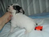 Teddy, a female Morkie for sale in Woodfin, NC – 3 of 5