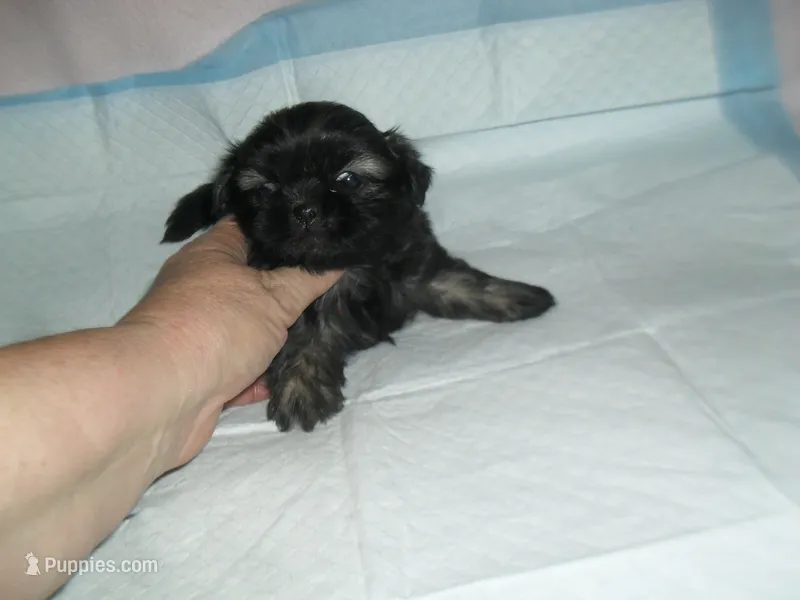 Jade – Shih Tzu puppy for sale in Woodfin, NC