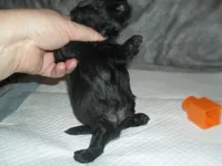 Teaka, a female Shih Tzu for sale in Woodfin, NC – Photo 3 of 5