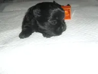 Teaka, a female Shih Tzu for sale in Woodfin, NC – Photo 5 of 5