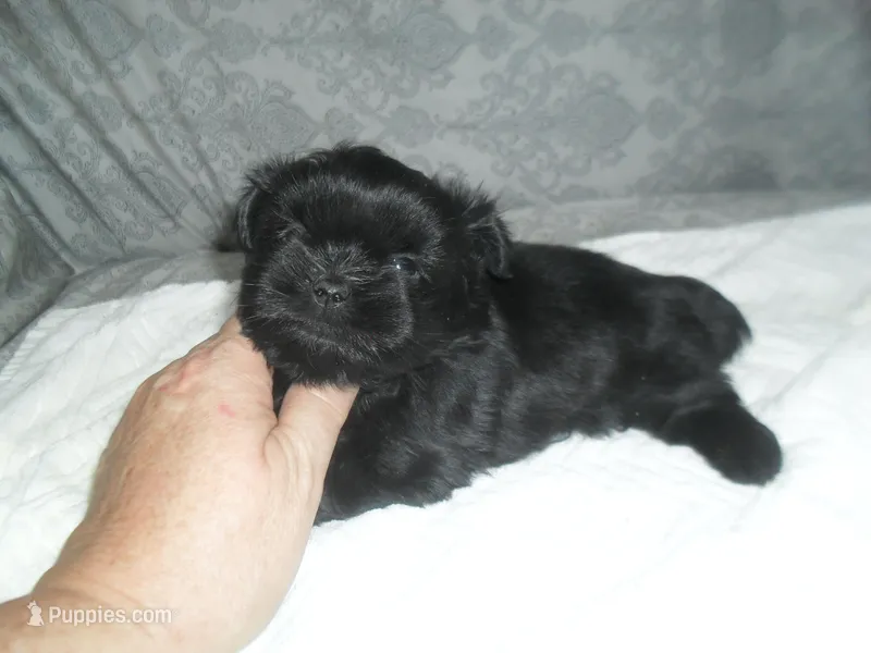 Teaka – Shih Tzu puppy for sale in Woodfin, NC